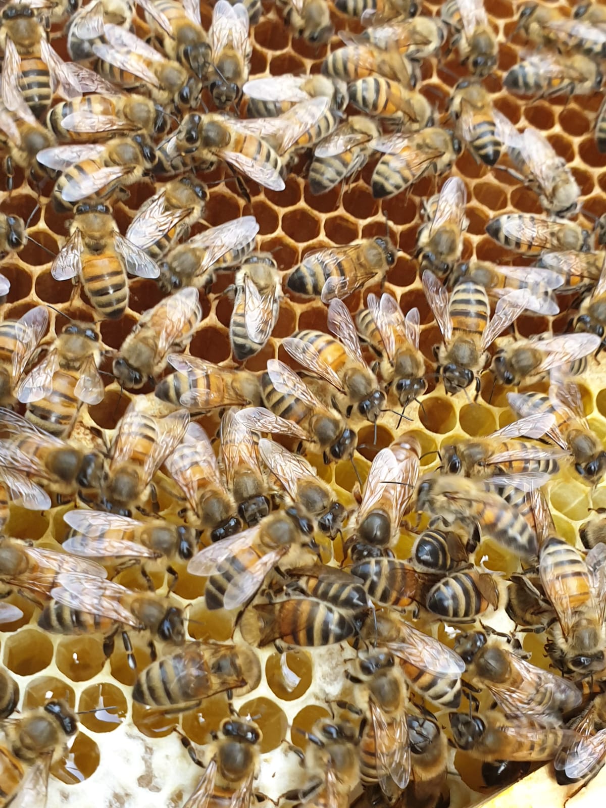 Atelier Apiculture - Association BONHEUR